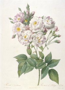 Rosa noisettiana, Rosier de Philippe de Noisette, aus La Couronne des Roses, 1817-24