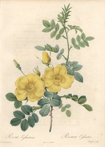 Rosa rubigineux mit gelben Rosen (Rosa rubiginosa) - Radierung von Langlois, basierend auf einer Illustration von Pierre Joseph Redoute (1759-1840), aus Les Roses