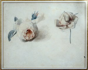 Rosenstudie