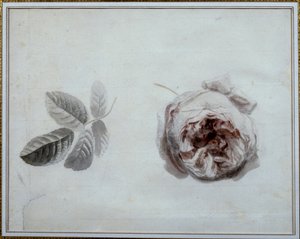 Rosenstudie von Pierre Joseph Redouté