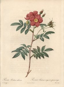 Rosier brillant - Radierung von Bessin, nach einer Illustration von Pierre Joseph Redoute (1759-1840), aus Les Roses. von Pierre Joseph Redouté