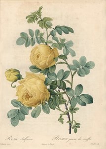 Rosier des Türken - Radierung von Langlois, nach einer Illustration von Pierre Joseph Redoute (1759-1840), aus Les Roses.
