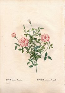 Rouletii Rose, Rosa chinensis var. minima Rouletii, Bengalische Zwergrose. Handkolorierter Kupferstich aus Pierre Joseph Redoutés „Les Roses“, Paris von Pierre Joseph Redouté