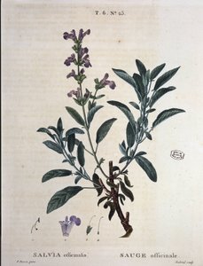 Salbei officinale - in "Nouveau Duhamel ou traité des arbres et arbustes que le crove en France", Zeichnungen von P.J. Redouté und P. Bessa, Paris von Pierre Joseph Redouté