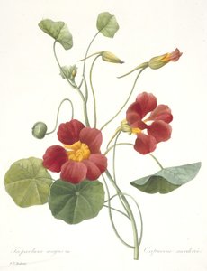 Tropaeolum majus (Kapuzinerkresse), 1827