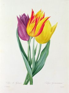 Tulipa Gesneriana von Pierre Joseph Redouté