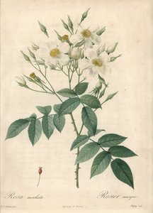 Weiße Blumen Moschusrose - Eau forte von Chapuy, basierend auf einer Illustration von Pierre Joseph Redoute, aus Les Roses von Pierre Joseph Redouté