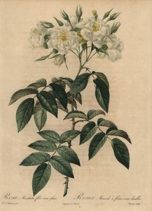 Weiße Moschusrose, Rosa moschata