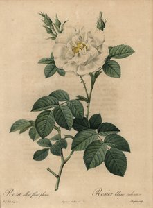 Weiße Rose, Rosa alba flore pleno, Rosier blanc ordinaire