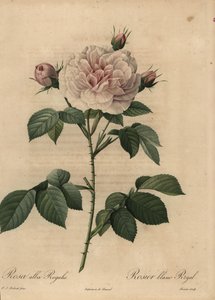 Weiße Hybridrose Royal