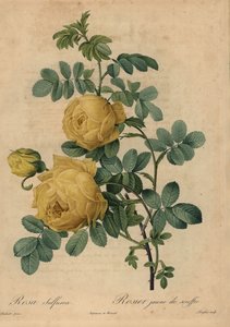 Gelbe Schwefelrose