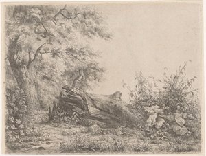 Umgestürzter Baum am Waldrand