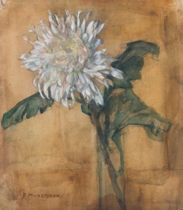 Chrysantheme