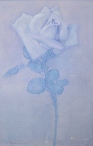 Weiße Rose