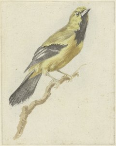 Gelber Trupial (Icterus nigrogularis)