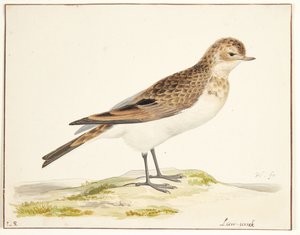 Eine Feldlerche (Alauda arvensis)