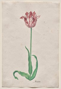 Studie einer Tulpe (Anvaers)