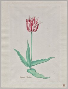 Studie einer Tulpe (Perregoen Machieu)