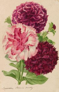 Originale von Veröffentlichungen über Gartenbau und Baumpflege, 1878-1881 von Pieter Joseph de Pannemaeker