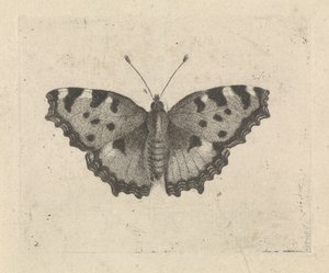 Schmetterling