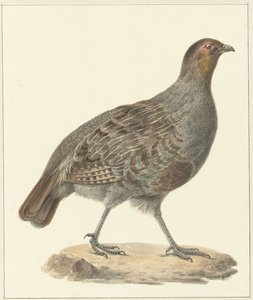 Rebhuhn