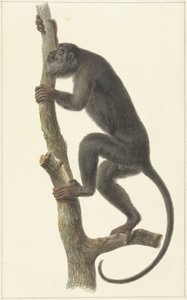 Schwarzer Brüllaffe (Paraguay)
