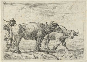 Zwei Büffel und ein Hirte
