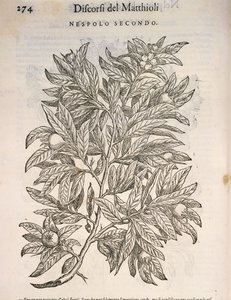 Mispel, Gravur von Pier Andrea Mattioli