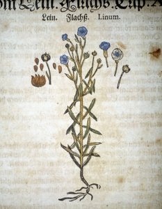Lein oder Linum - In „Herbarium Mattioli“.