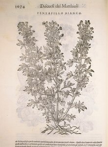 Gänsefingerkraut, Gravur von Pier Andrea Mattioli