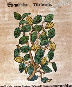 Die Linde. Gravur - in „Kreutterbuch Dess Hochgelehrten unnd weitberühmten Herrn D. Petri Andreae Matthioli“ von Pietro Andrea Mattioli (Matthiole) (1500-1577). Frankfurt