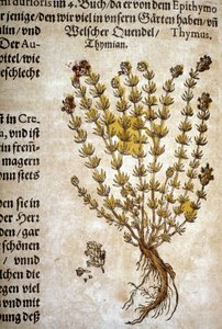 Thymian (Thymus) - In „Herbarium Mattioli“