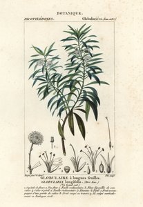 Kugeldistel, Globularia salicina