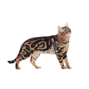 Bengal von Polly Horner