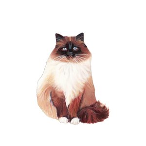 Birma-Katze von Polly Horner