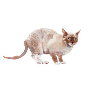 Cornish Rex von Polly Horner