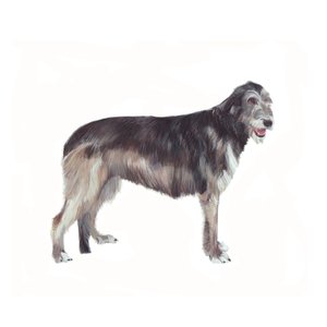 Irischer Wolfshund von Polly Horner