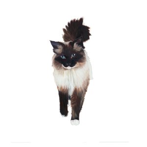 Ragdoll, 2014 von Polly Horner