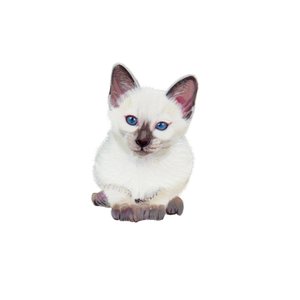 Siamkatze von Polly Horner