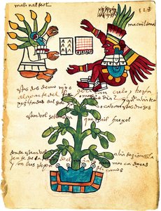 Kakaobaum aus dem Codex Tudela, 1553 von Pre Columbian art