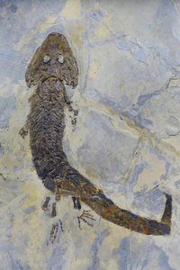 Fossiler Fußabdruck von Sclerocephalus sp, permisches Amphibium von Prehistoric Prehistoric
