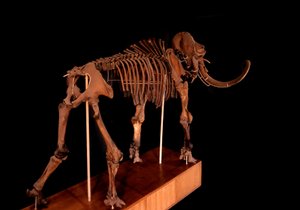 Prähistorie, Dinosaurier: Mammutskelett, Paris, Naturkundemuseum