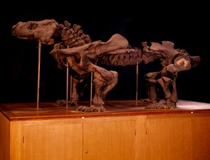 Prähistorie; Dinosaurier: Skelett eines Ichthyosauriers