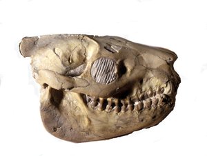 Urgeschichte: Schädel eines Oreodon (oder Merycoidodon), Dinosaurier. Känozoikum, Oligozän. Gefunden in South Dakota, USA von Prehistoric Prehistoric