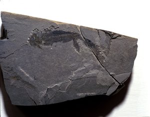 Vorgeschichte: Perm, Paläozoikum. Branchiosaurus (Brachiopode) Fossil. Fund in Rotliegen in Deutschland von Prehistoric Prehistoric