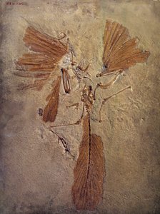 Prähistorie: Archaeopteryx-Fossil, prähistorisches Tier der Vogel-Familie von Prehistoric Prehistoric