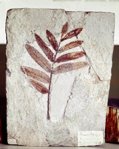 Prähistorie: Astfossil in Kalkstein vom Fundort Monte Bolca (Italien). Eozän-Periode. Museo civico di storia naturale, Mailand von Prehistoric Prehistoric