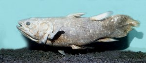 Urgeschichte: Kopie eines ausgestopften Quastenflossers (Latimeria chalumnae)