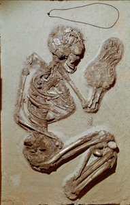 Vorgeschichte: weibliches Skelett aus dem Oberen Neolithikum. Kultur von Chiozza. 2900-2700 v. Chr. Reggio Emilia, Musei Civici, Museo Chierici, Italien von Prehistoric Prehistoric