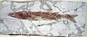 Prähistorie: Fischfossil Sphyraena Bolcensis aus dem Fundort Monte Bolca von Prehistoric Prehistoric